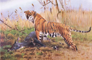 Tigre, de La Faune du Monde publiée par Frederick Warne & Co, vers 1900